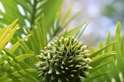 Loài thực vật tưởng đã tuyệt chủng 2 triệu năm bỗng được phát hiện còn sống
