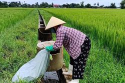 Thanh Hóa: Giữ lại màu xanh cho ruộng đồng