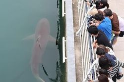 Cá mập nổi tiếng Busan không chịu rời kênh sau 3 tuần cứu hộ