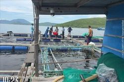 Xác định nguyên nhân cá chim nuôi lồng chết tại Khánh Hoà