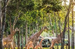 Từ 200 cá thể đầu tiên đến kỳ quan Vinpearl Safari Phú Quốc