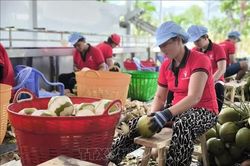 Chuỗi giá trị từ cây dừa hút hàng chục nghìn lao động nông thôn