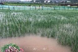 Mưa lớn gây thiệt hại diện tích hành sắp thu hoạch ở Lý Sơn