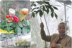 Doanh nhân làm giàu từ sâm Ngọc Linh và những trăn trở để phát triển kinh tế xanh bền vững