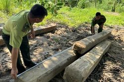 Bắt giữ vụ mua bán, vận chuyển gỗ 'lậu'