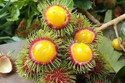 Chôm chôm dây trở thành đặc sản vùng cao được săn đón