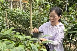 Đánh thức “vàng xanh” dưới chân núi Tam Đảo