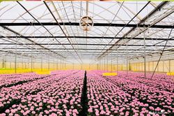 Lâm Đồng duy trì đà tăng trưởng trồng trọt, chủ động ứng phó nguy cơ thiếu nước