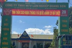 Xử phạt C&ocirc;ng ty L&acirc;m nghiệp Quảng Sơn v&igrave; h&agrave;nh vi tự &yacute; chuyển đổi đất rừng sản xuất