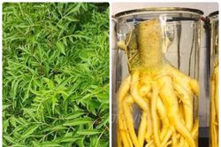 B&aacute;c sĩ hướng dẫn c&aacute;ch ng&acirc;m rượu rễ c&acirc;y đinh lăng an to&agrave;n