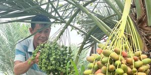 Trồng chà là trên vùng biên, nông dân thu tiền tỷ mỗi vụ