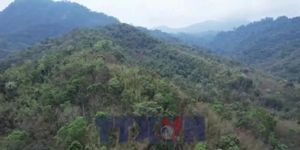 Thanh Hóa nhiều diện tích nứa, vầu biên giới bị chết khô