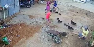 Người đàn ông hoảng loạn khi bị 4 con chó dữ lao vào tấn công giữa đường
