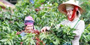 Xuất khẩu nông, lâm, thủy sản vượt 23 tỷ USD