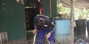 Phát hiện rắn hổ mang chúa dài 3 mét trong bếp, người phụ nữ hoảng loạn gọi cứu hộ