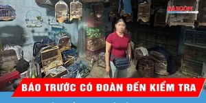 Báo trước có đoàn đến kiểm tra, trạm trưởng kiểm lâm bị khởi tố