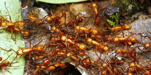 Loài côn trùng khiến cả khu rừng phải tháo chạy mỗi khi xuất hiện