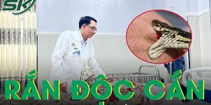 Bị rắn hổ mang cắn, sản phụ mang thai 38 tuần nguy kịch nhập viện khẩn