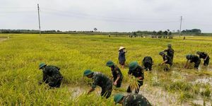 Sạt lở, ngập úng diện rộng ở Phú Thọ sau đợt mưa lớn kéo dài