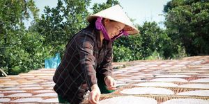 Bánh tráng Đại Lộc: Từ hương vị truyền thống đến hành trình vươn xa