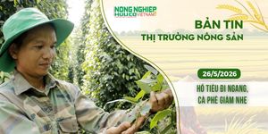 Thị trường nông sản 26/5/2026: Hồ tiêu đi ngang, cà phê giảm nhẹ