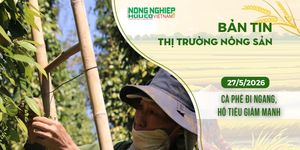 Thị trường nông sản 27/5/2026: Cà phê đi ngang, hồ tiêu giảm mạnh