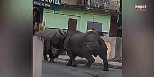 Hai 'quái thú' khổng lồ đại chiến ngay trên đường phố Nepal