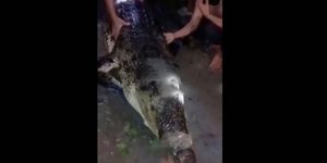 Rùng mình clip hàng chục người la hét, kéo 'sát thủ đầm lầy' hung tợn lên bờ ngay nơi trẻ em vui chơi