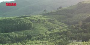 [Video] Nhiều chính sách mới về Halal, thuế và lâm nghiệp có hiệu lực từ tháng 6/2026