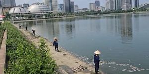 [Video] Cá chết hàng loạt tại hồ điều hòa ở Cầu Giấy gây ô nhiễm môi trường nghiêm trọng
