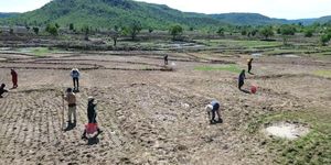 Mùa lên rẫy trỉa lúa ở vùng cao Gia Lai