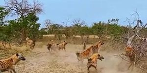 Cả đàn linh cẩu quay đầu tử chiến với sư tử để cứu đồng loại