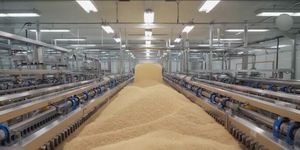 Ấn Độ trở thành nước sản xuất gạo lớn nhất thế giới