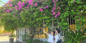 Góc hoa giấy hoài cổ trong lòng thành phố