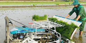 Lúa - vịt hữu cơ: Hướng đi mới trên vùng thấp trũng Đan Điền