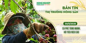 Thị trường nông sản 30/5/2026: Cà phê tăng mạnh, hồ tiêu neo cao