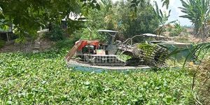 Dân tiếp tục 'kêu cứu' vì lục bình dày đặc trên kênh, sông