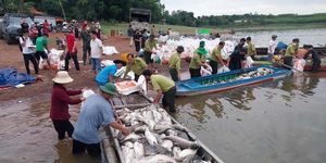 Hình ảnh hơn 200 tấn cá chết ở hồ Trị An
