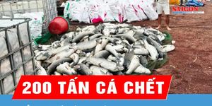 Hỗ trợ người dân bị thiệt hại do cá chết ở hồ Trị An