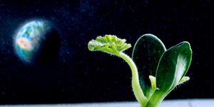 Trồng rau trên Mặt Trăng và sao Hỏa sẽ thế nào?