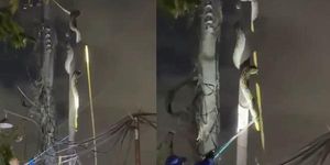 Nhìn lên cột điện, người dân bắt gặp cảnh tượng bất ngờ