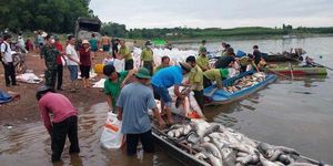 Hơn 200 tấn cá chết trắng hồ Trị An sau mưa lớn, người dân chung tay thu mua 'giải cứu'