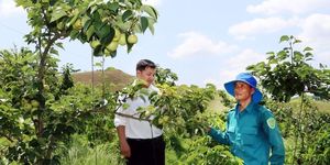 Chiềng Sung phát huy thế mạnh nông nghiệp