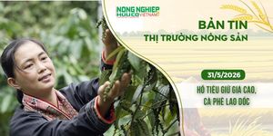 Thị trường nông sản 31/5/2026: Hồ tiêu giữ giá cao, cà phê lao dốc