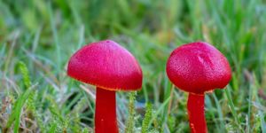 Loài nấm đỏ rực giữa đồng cỏ khiến dân mê thiên nhiên phát sốt