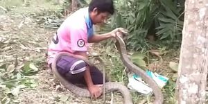 Bắt sống rắn hổ mang chúa dài 3,3 mét ẩn nấp trong bụi tre