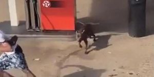 Chó XL Bully nổi điên cắn bé gái rồi tấn công nam thanh niên giữa phố