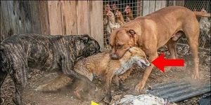 Vào làng trộm gà, cáo thành nạn nhân của hai chó pitbull