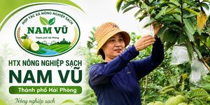 Từ quả ổi VietGAP đến danh hiệu 'Ngôi sao HTX': Hành trình đổi thay của HTX Nông nghiệp sạch Nam Vũ