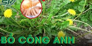 Rễ bồ công anh: 'Thần dược' giải độc gan hay chỉ là lời đồn?